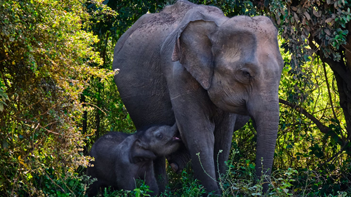 Horton Plains National Park