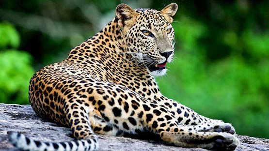 Sri Lanka Wildlife Experiences