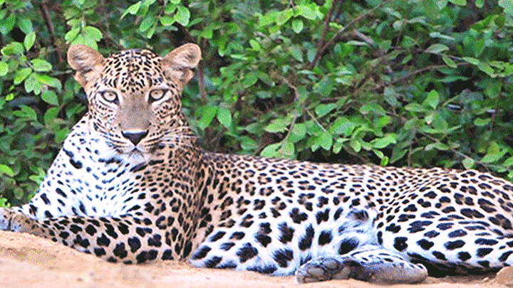 Hanthana Bird Park: How to Reach, Timings & Attractions