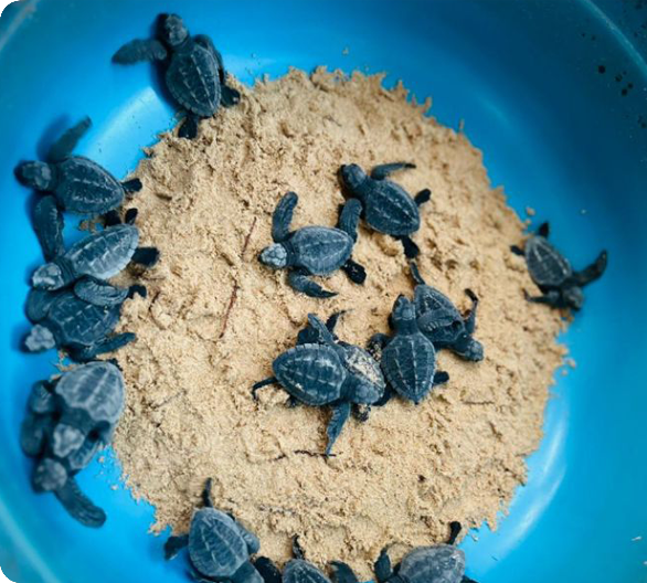 Turtle Hatchery