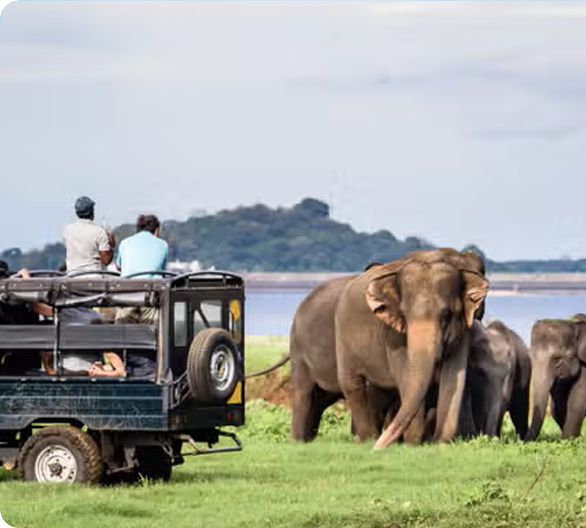 Yala National Park