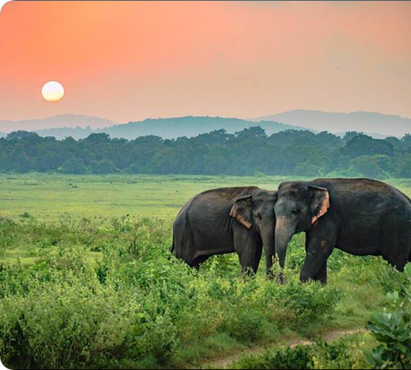 Udawalawe National Park