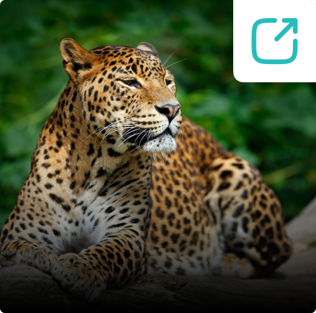 Yala National Park Jeep Safari Day Tour