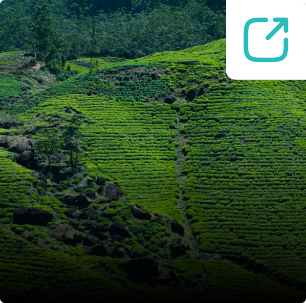 Nuwara Eliya Day Tour