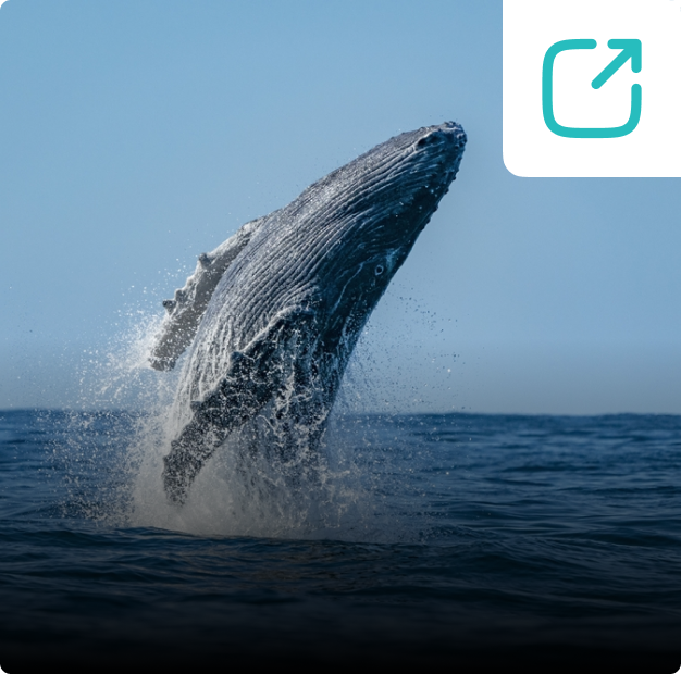 Whale Watching Trip in Bentota