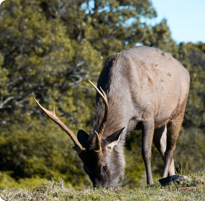 Horton Plains Day Tour Nuwara Eliya