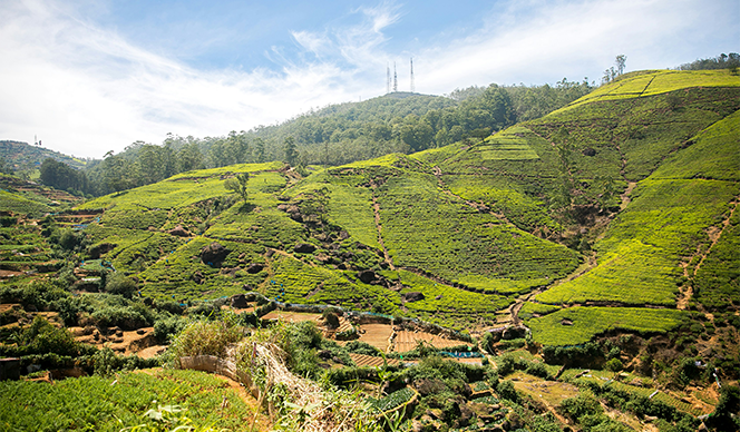 Nuwara Eliya City Sightseeing Tour