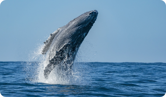 Whale Watching Day Tour