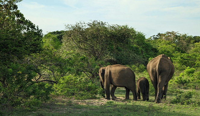 Yala Day Tour
