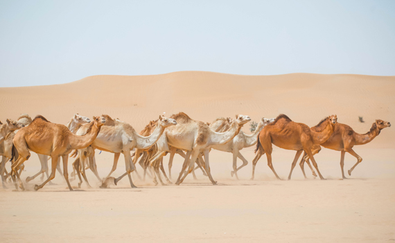 Visit the Camel Racing Festival