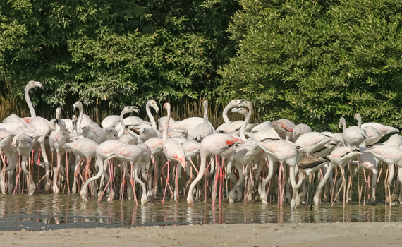 Go to the Ras Al Khor Wildlife Centre to See the Flamingos