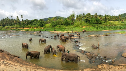 The Elephant Pond 