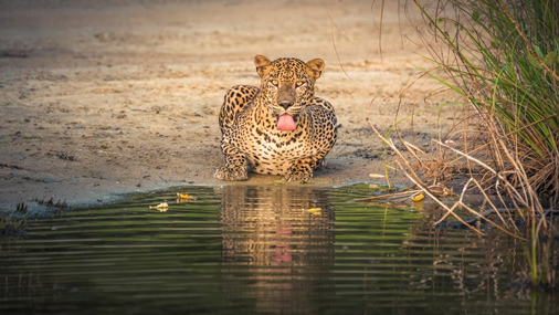 Wilpattu National Park 