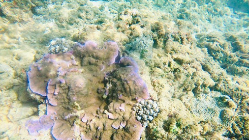 Coral Sanctuary