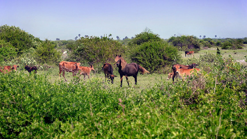 Delft Island