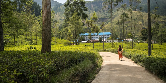 Visit a Tea Factory