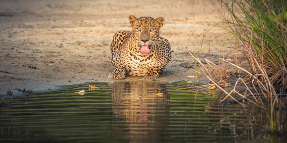 Yala National Park