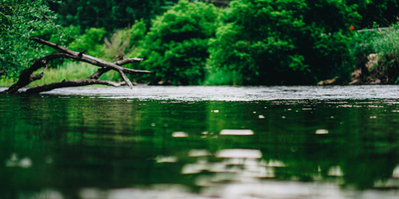 Madol duwa Boat Safari and fish therapy 