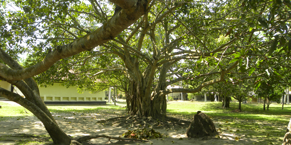 Martin Wickramasinghe Folk Museum