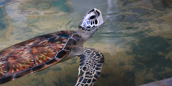 Sea Turtle Farm and Hatchery