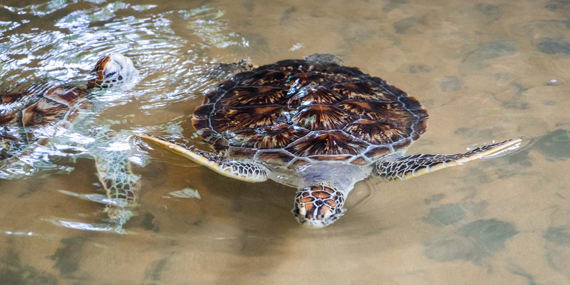 Sea Turtle Farm and Hatchery