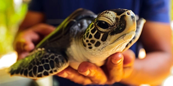 Sea Turtle Farm and Hatchery