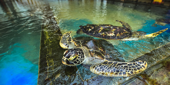 Sea Turtle Farm and Hatchery