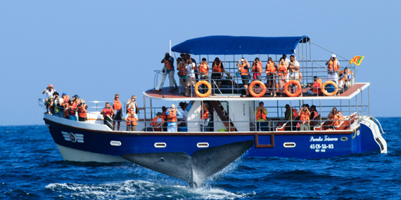 Whale watching from Galle