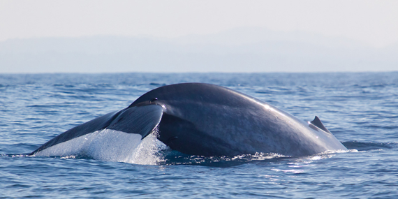 Whale watching from Galle