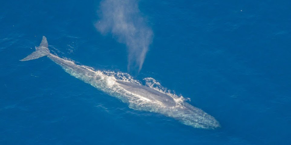 Whale watching from Galle