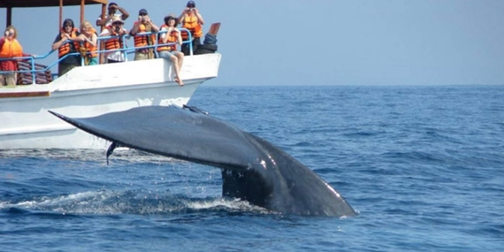 Whale watching from Galle