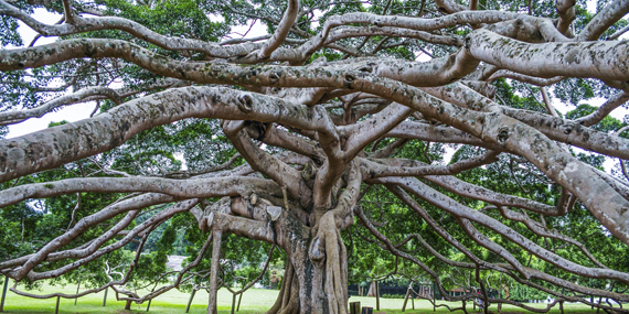 Royal Botanical Garden