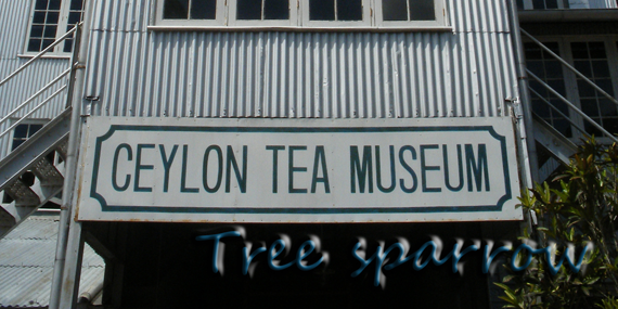 Ceylon Tea Museum