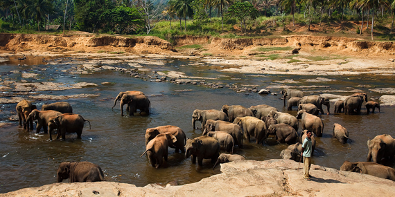 Pinnawala Elephant Orphanage