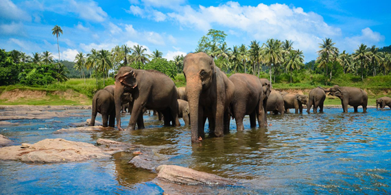 Pinnawala Elephant Orphanage