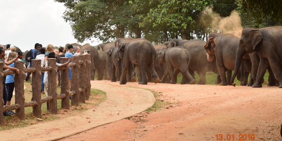 Pinnawala Elephant Orphanage