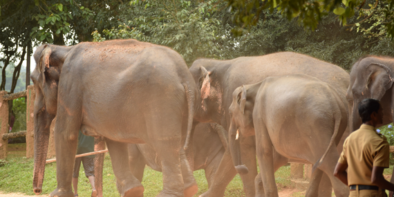 Pinnawala Elephant Orphanage