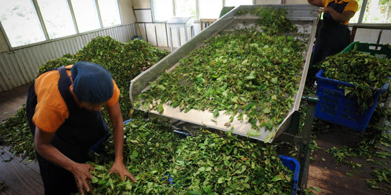 Visit a Tea Factory