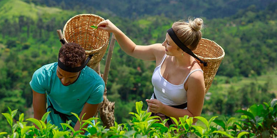 Visit a Tea Factory