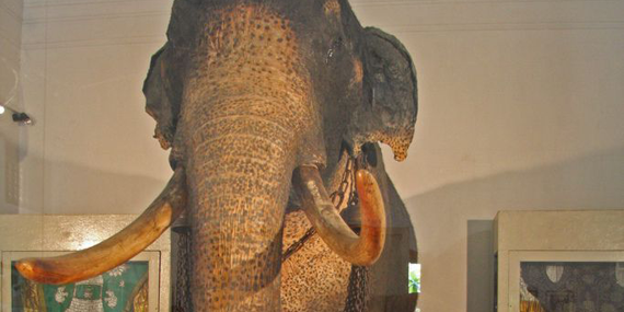 Tusker Raja Museum