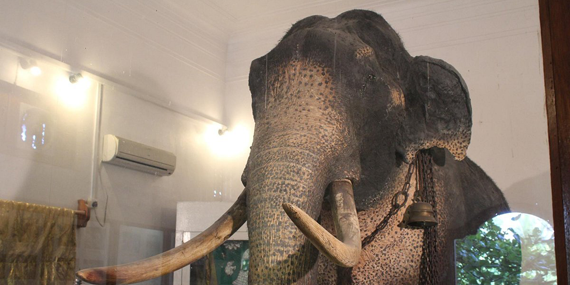 Tusker Raja Museum