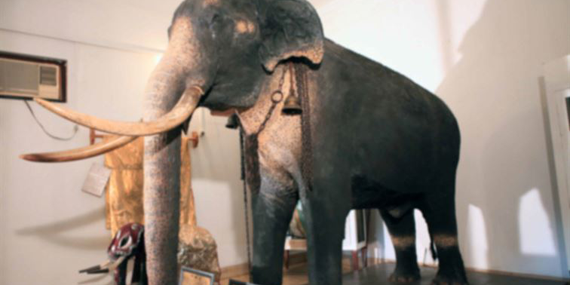 Tusker Raja Museum