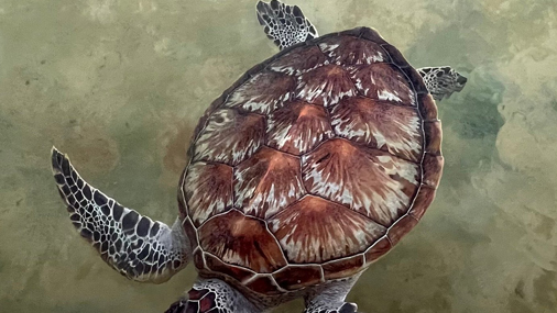 Kosgoda Turtle Hatchery