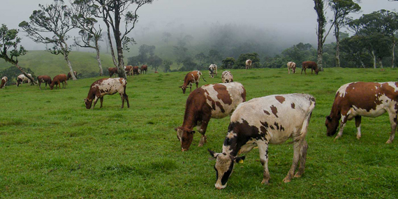 Ambewela Farm 