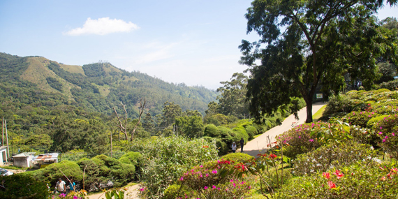 Hakgala Botanical Garden 