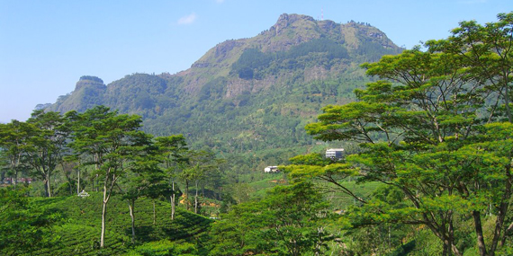 Mount Pidurutalagala 