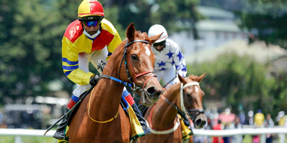 Horse races at racecourse grounds