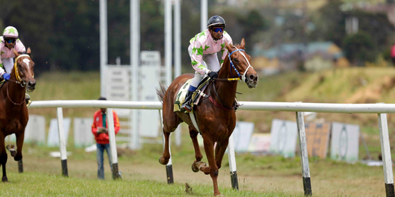 Horse races at racecourse grounds