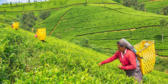 Visit a Tea Estate