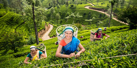 Visit a Tea Estate